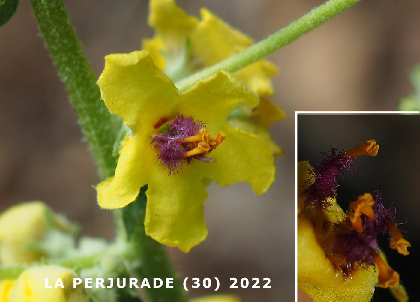 Mullein, Branched flower